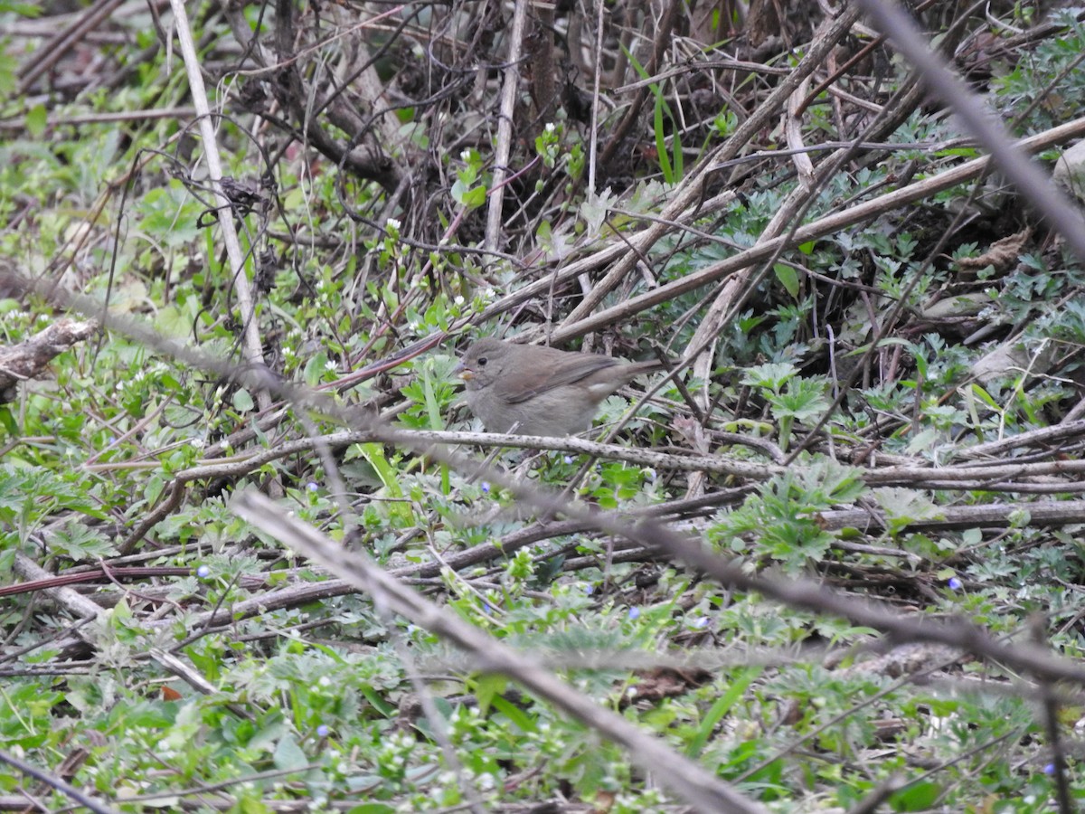 Dull-colored Grassquit - ML626979458