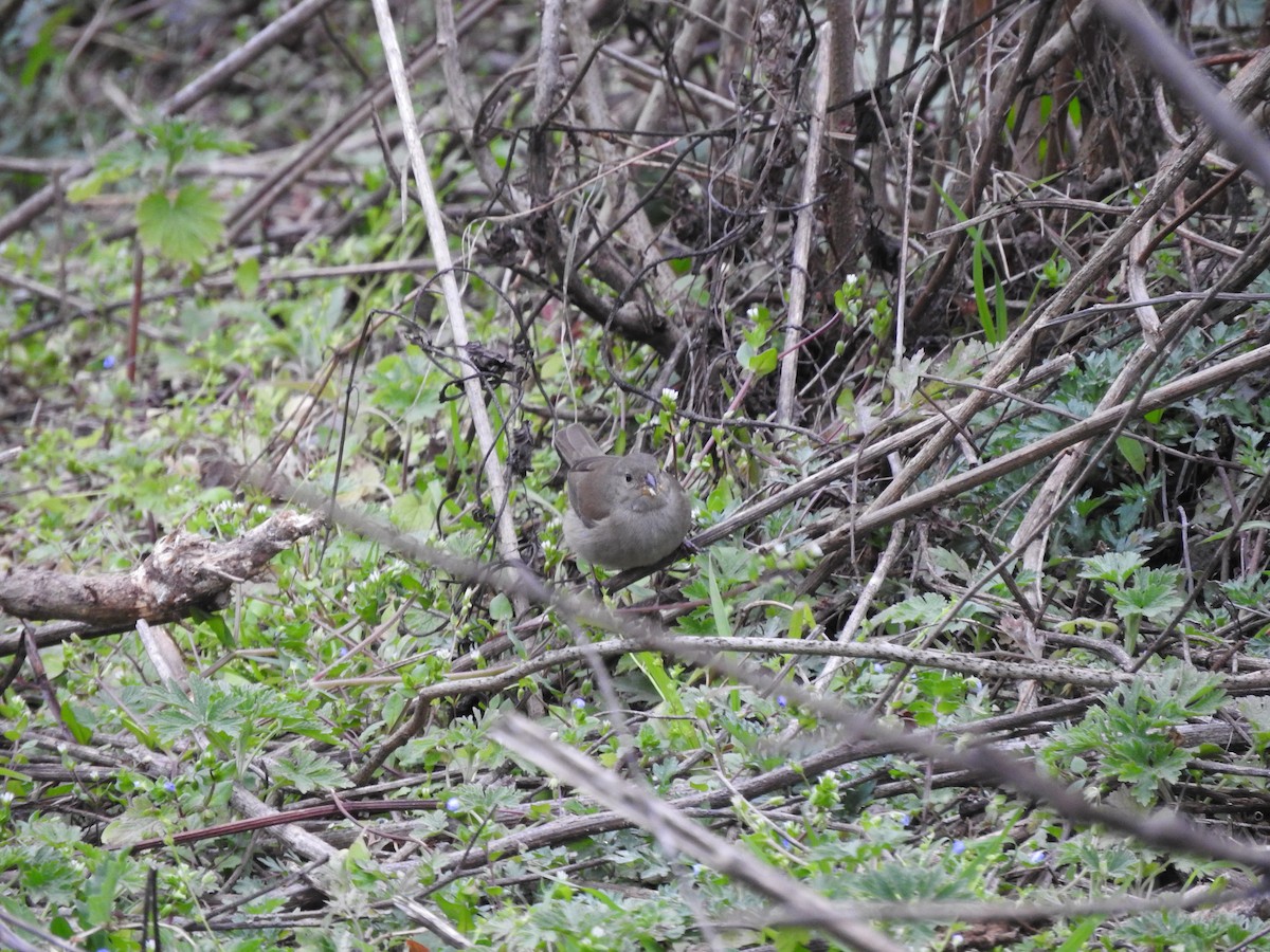 Dull-colored Grassquit - ML626979459