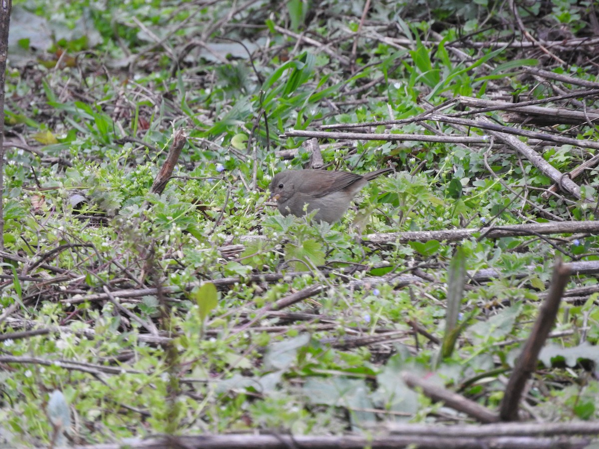 Dull-colored Grassquit - ML626979460