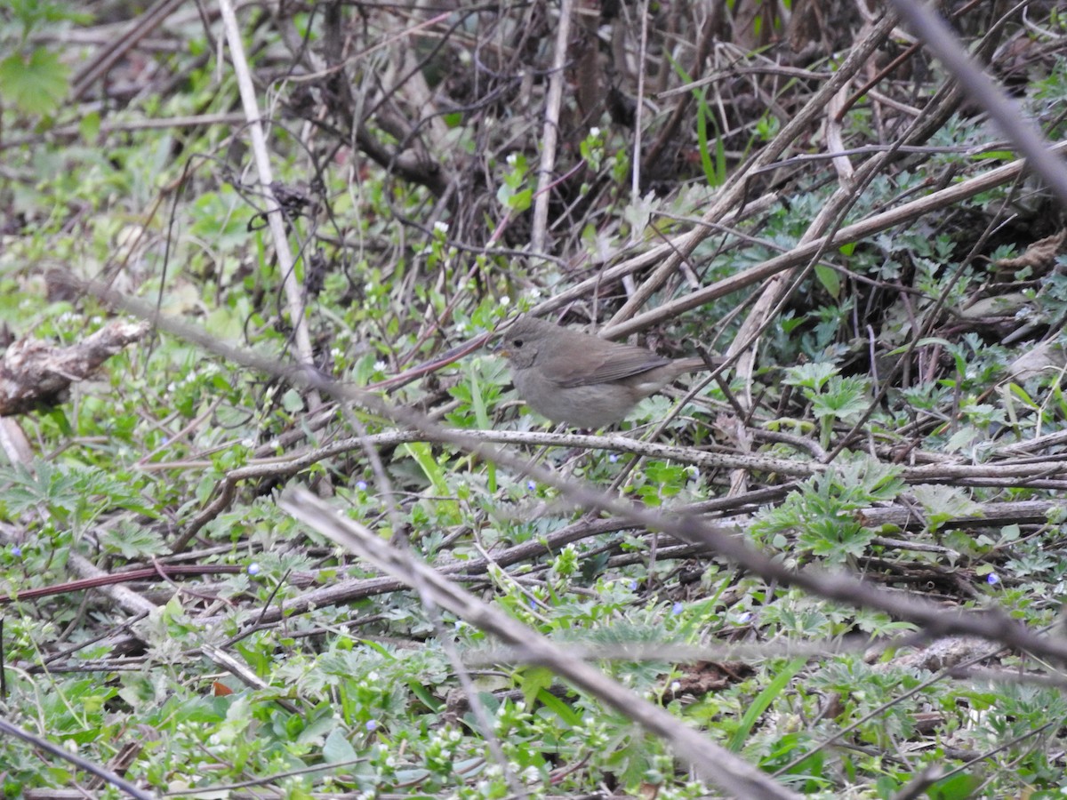 Dull-colored Grassquit - ML626979461