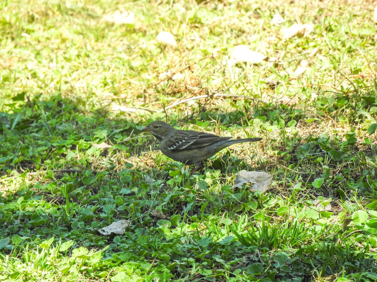 Mourning Sierra Finch - ML626979684