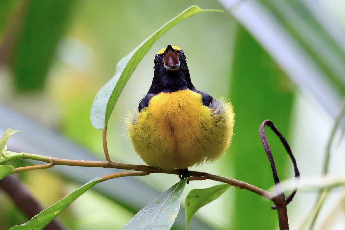 Orange-bellied Euphonia - ML626979839