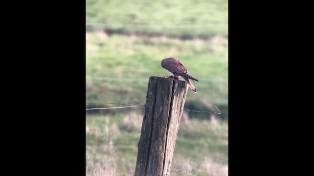 Eurasian Kestrel - ML626979882