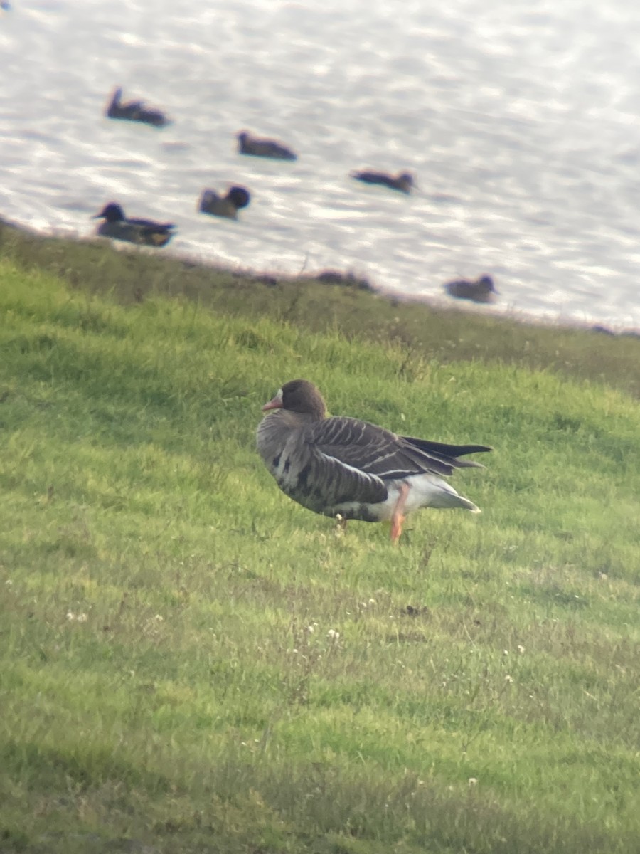 Greater White-fronted Goose - ML626979907