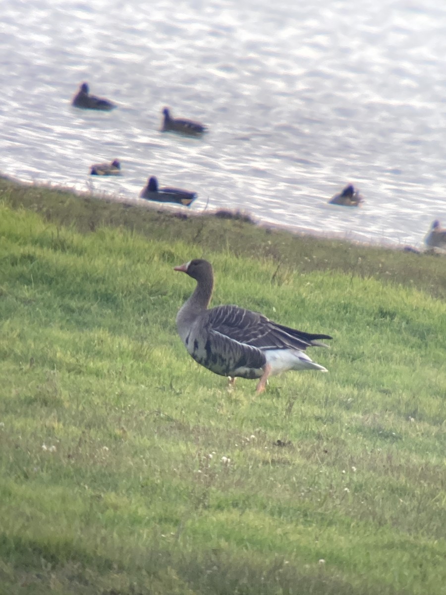 Greater White-fronted Goose - ML626979909