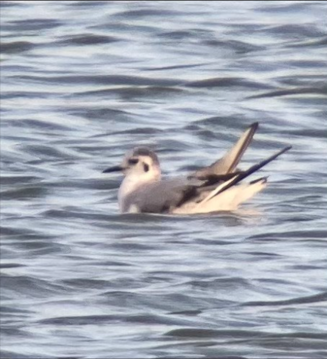 Little Gull - ML626980040