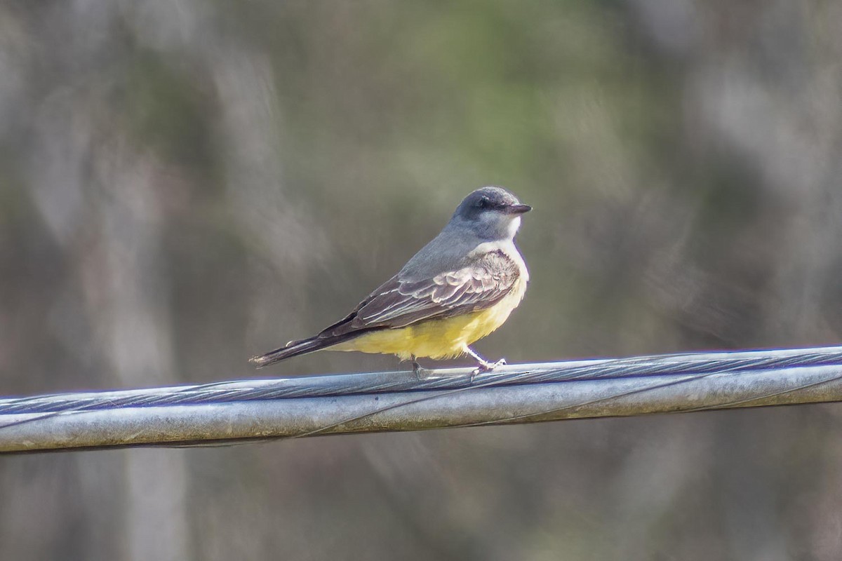 Cassin's Kingbird - ML626980169