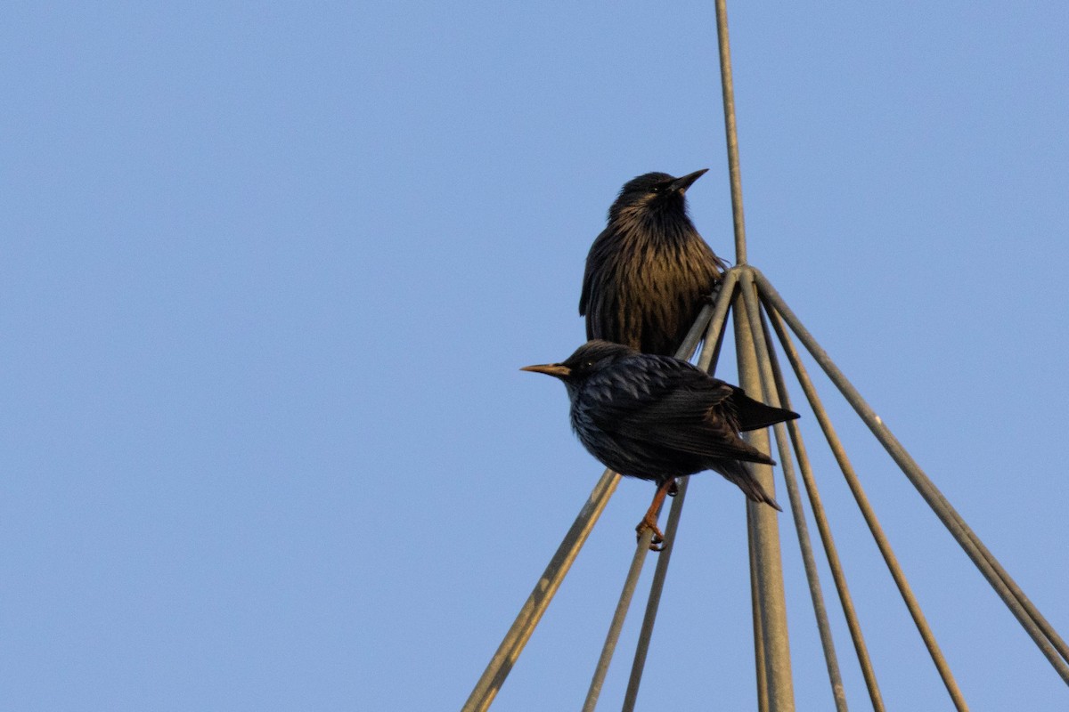 Spotless Starling - ML626980250