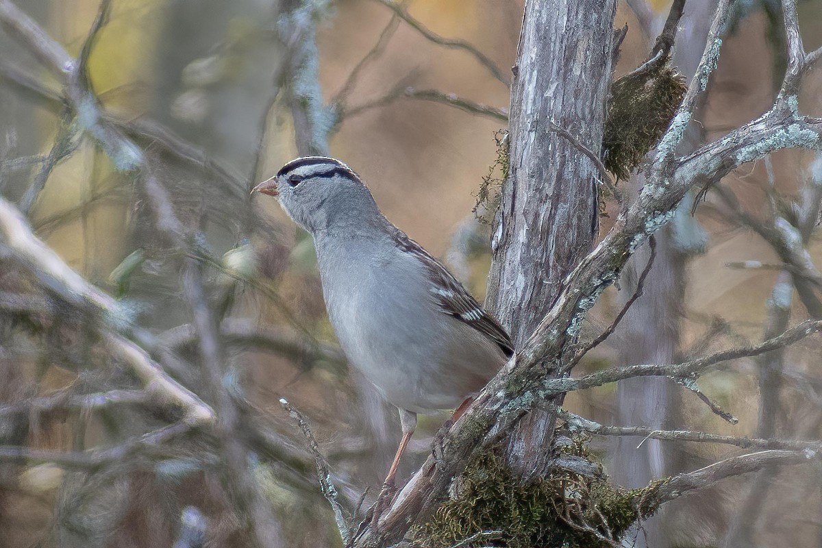 White-crowned Sparrow - ML626980290