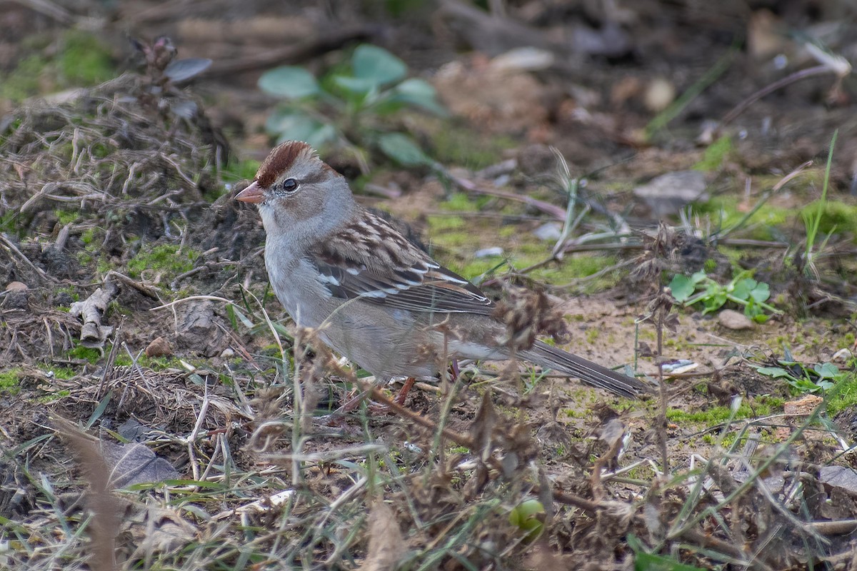 White-crowned Sparrow - ML626980291