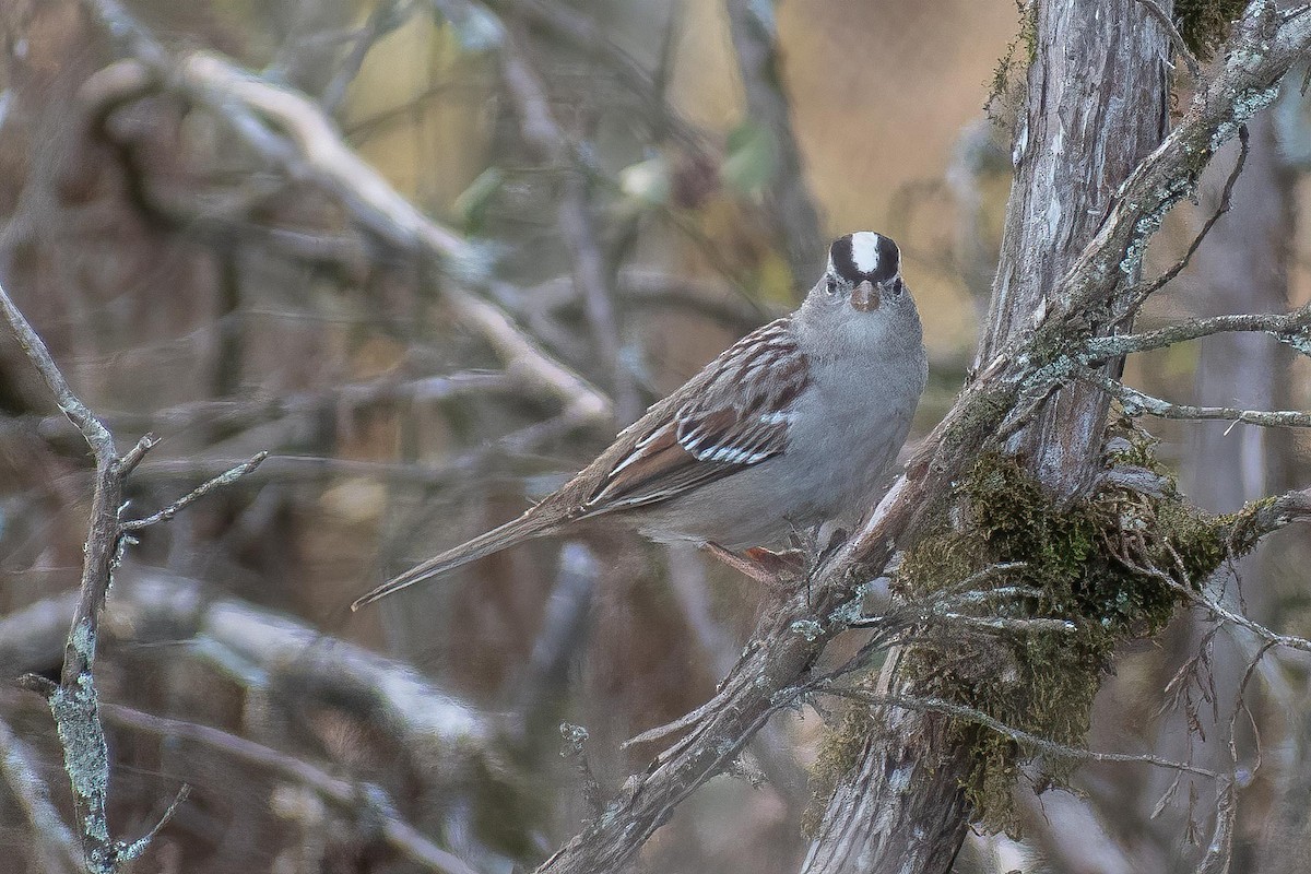 White-crowned Sparrow - ML626980292