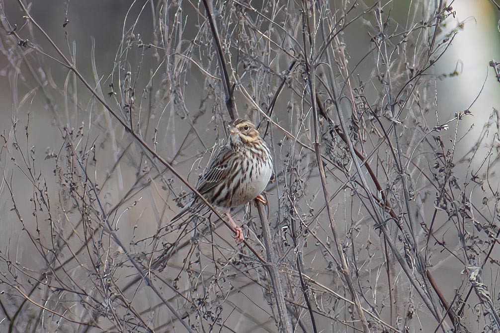 Savannah Sparrow - ML626980365