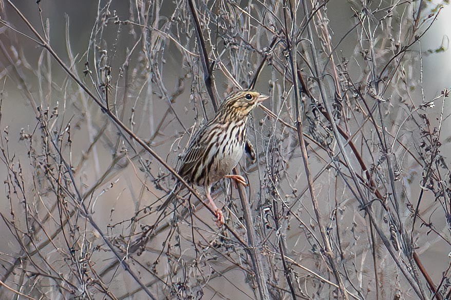 Savannah Sparrow - ML626980366