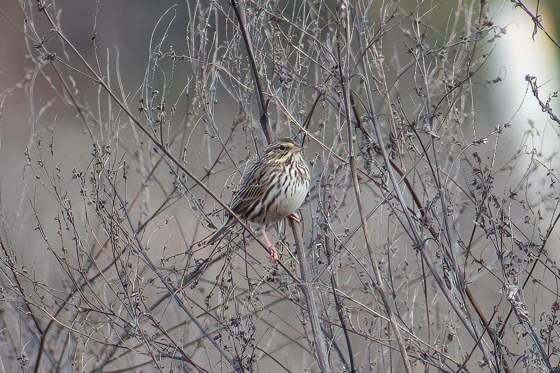 Savannah Sparrow - ML626980367