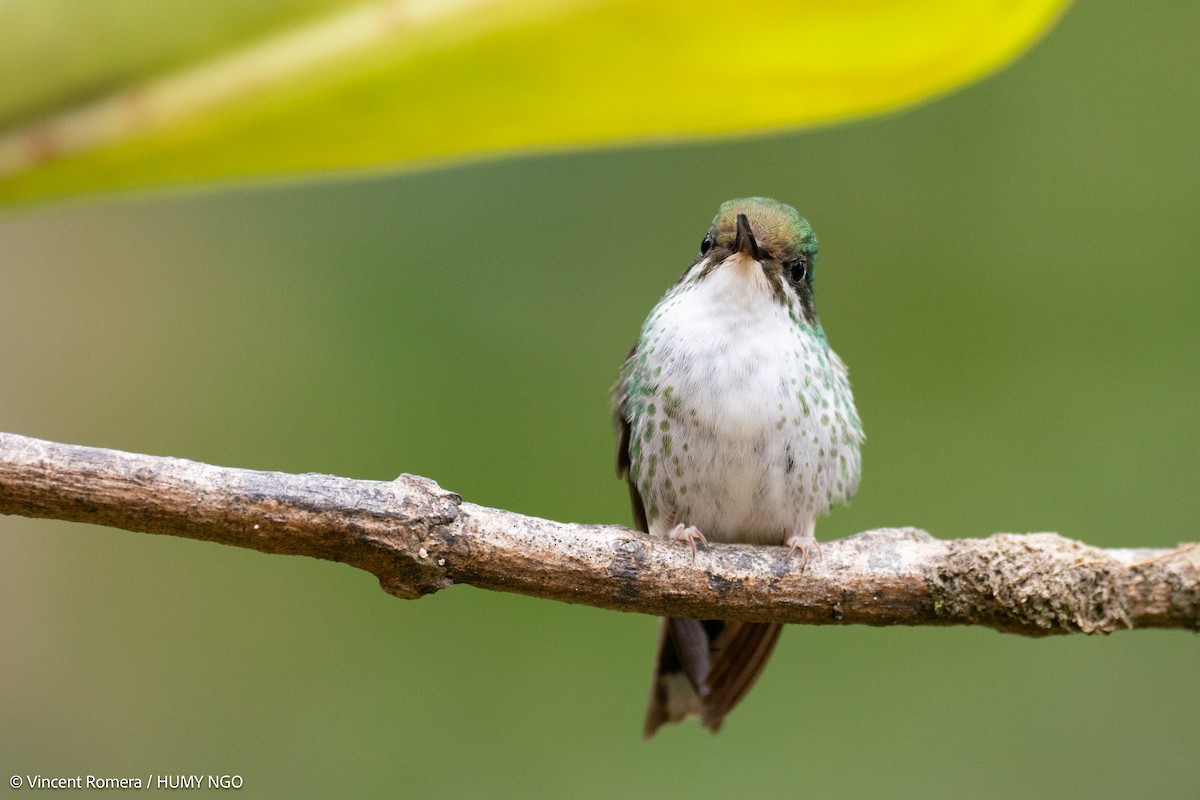 White-booted Racket-tail - ML626980375