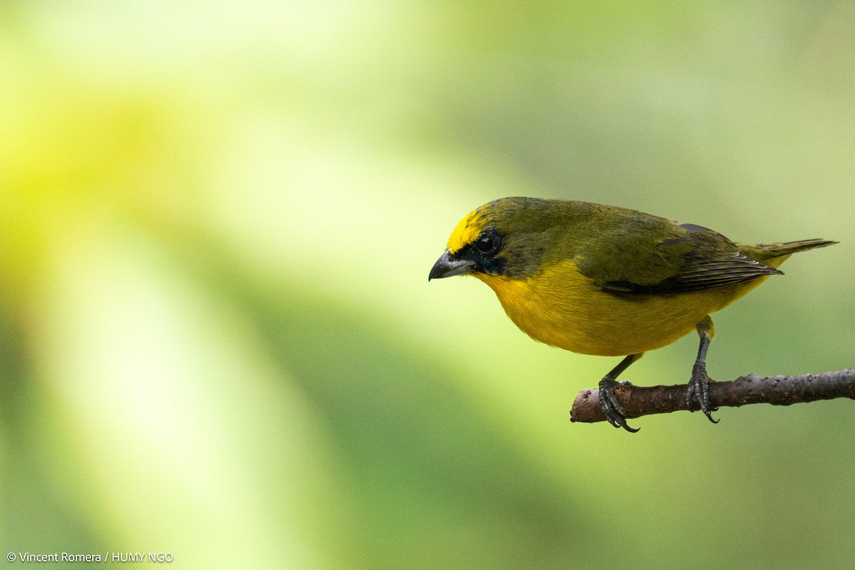 Orange-bellied Euphonia - ML626980404