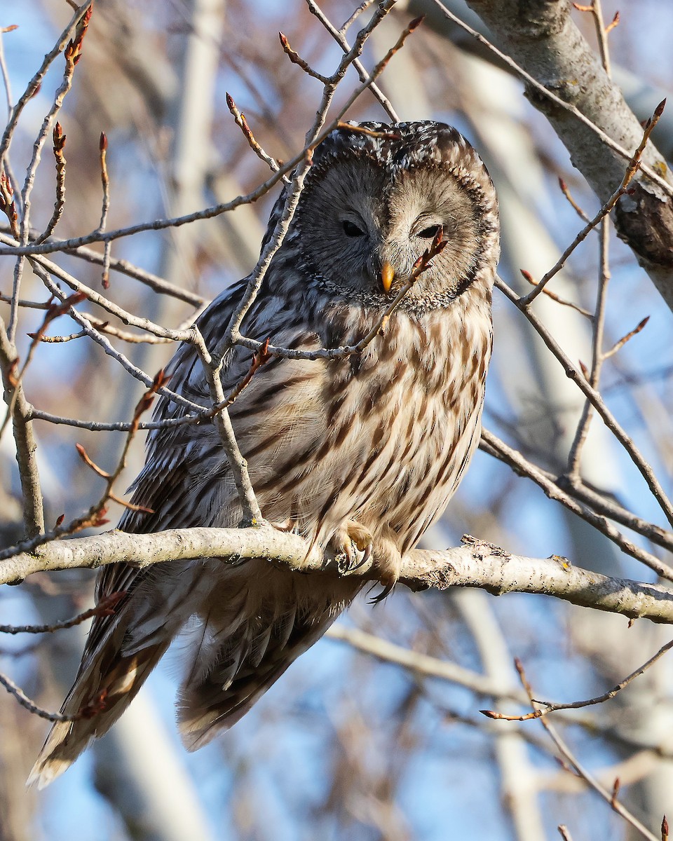 Ural Owl - ML626980443