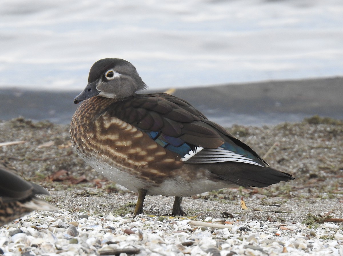 Canard branchu - ML626980720