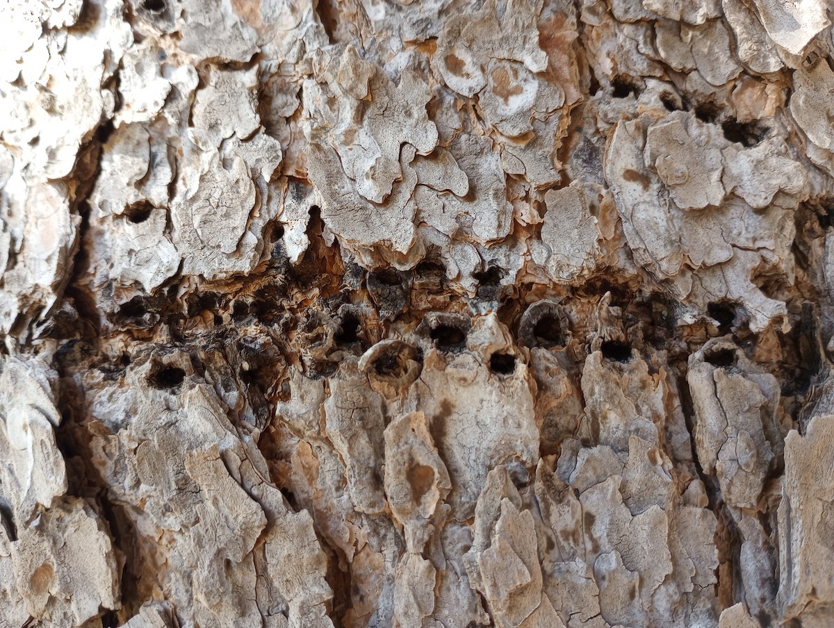 Red-naped Sapsucker - ML626980749