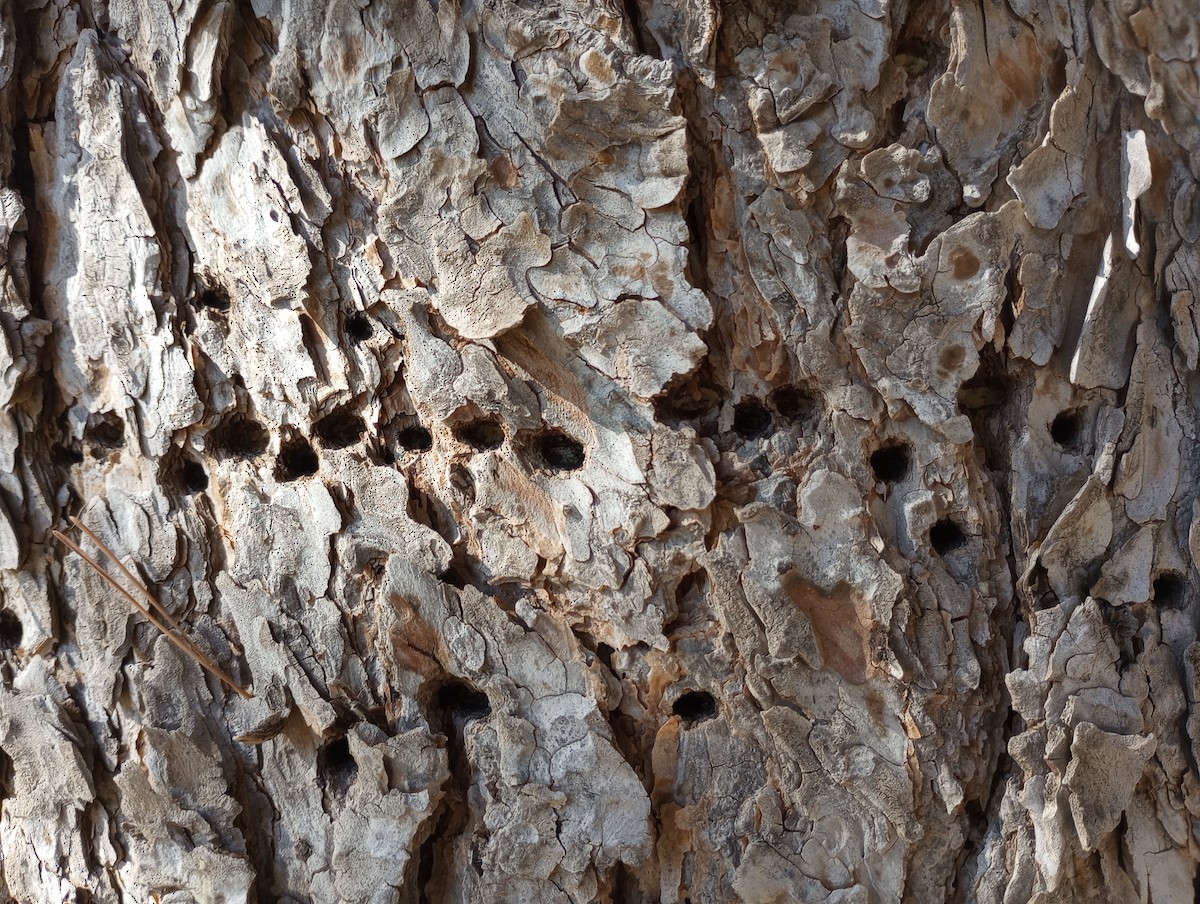 Red-naped Sapsucker - ML626980750