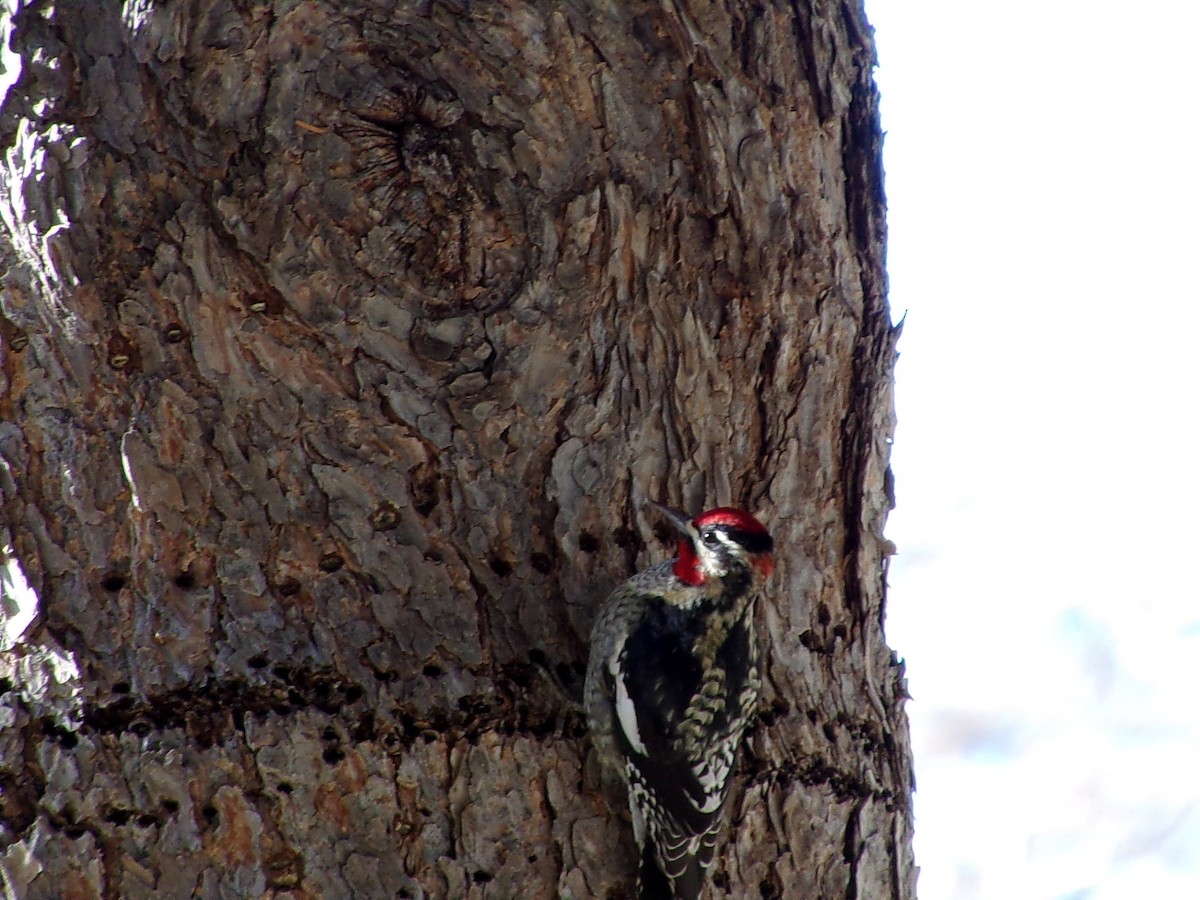 Red-naped Sapsucker - ML626980762