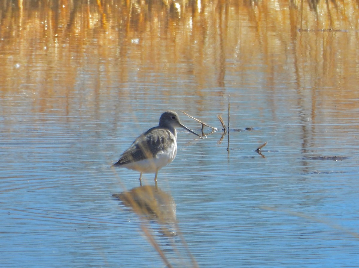 Greater Yellowlegs - ML626980894