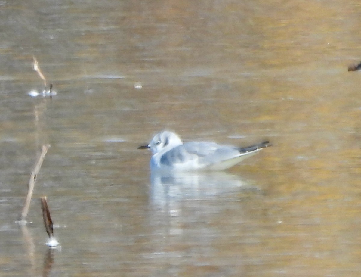 Bonaparte's Gull - ML626980898