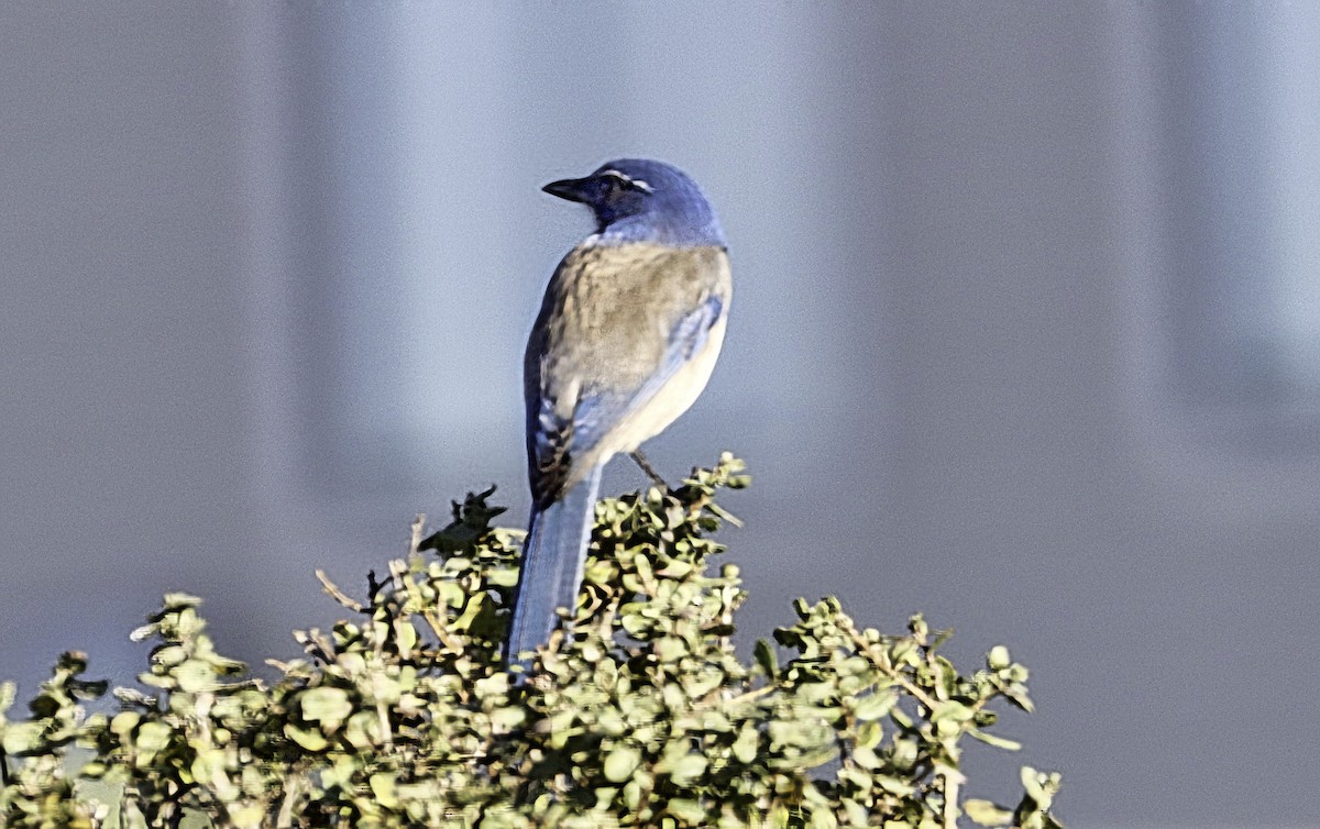 California Scrub-Jay - ML626981149