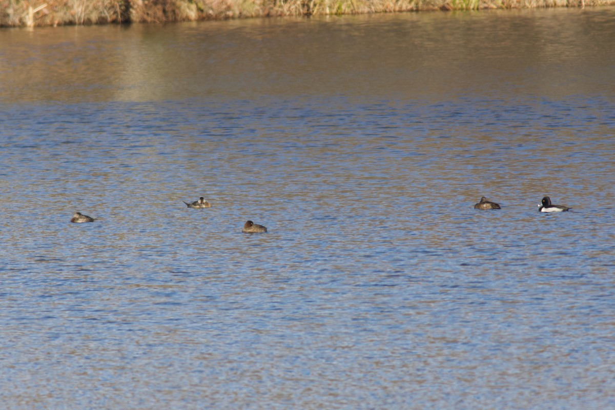 Ruddy Duck - ML626981492