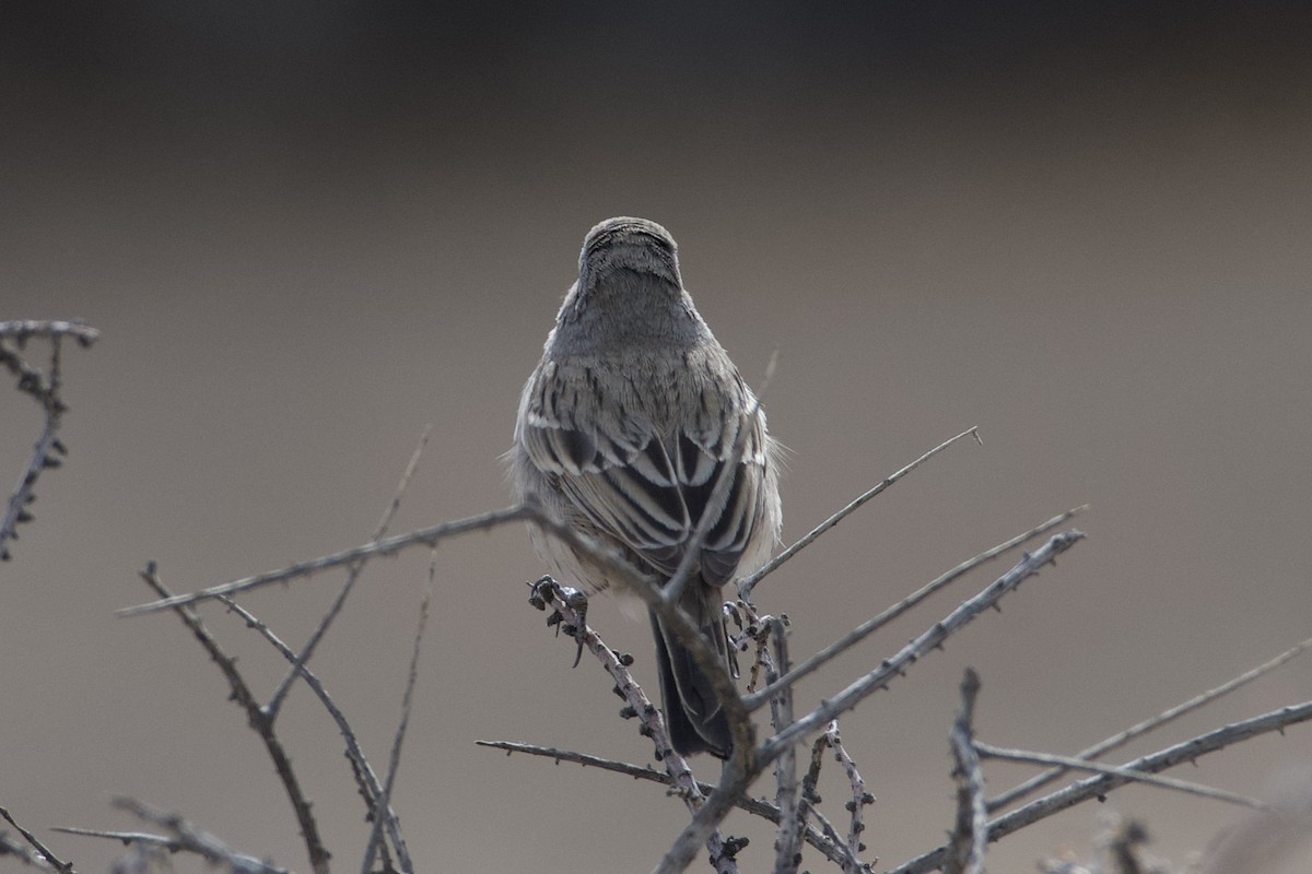 Sagebrush Sparrow - ML626981605