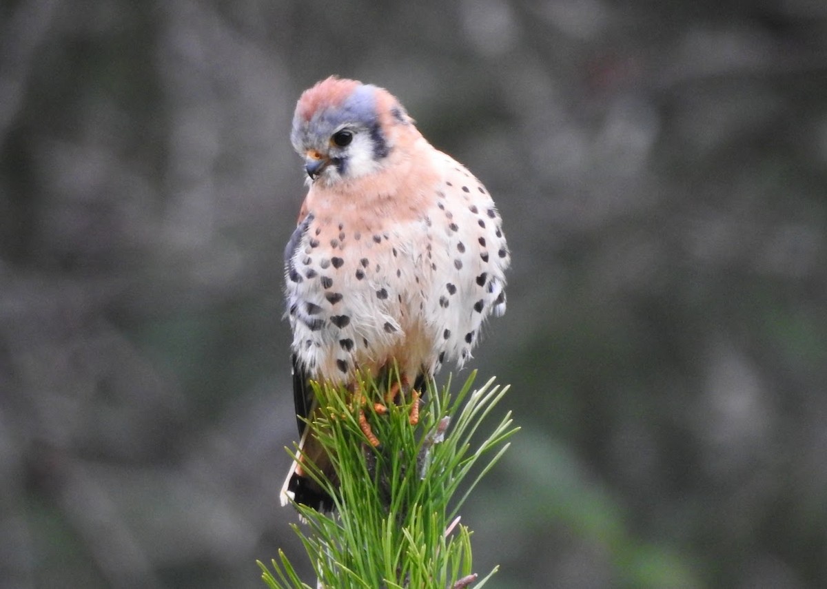 アメリカチョウゲンボウ - ML626981919