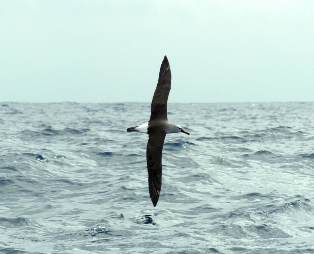 Atlantic Yellow-nosed Albatross - ML626981986