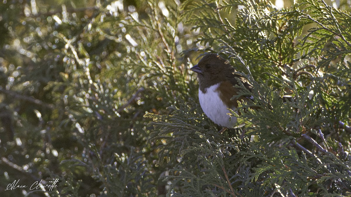 Eastern Towhee - ML626982036