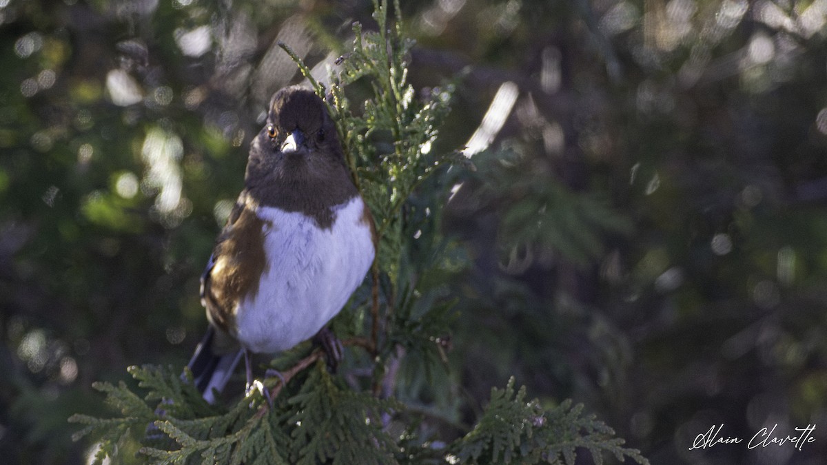 Eastern Towhee - ML626982037