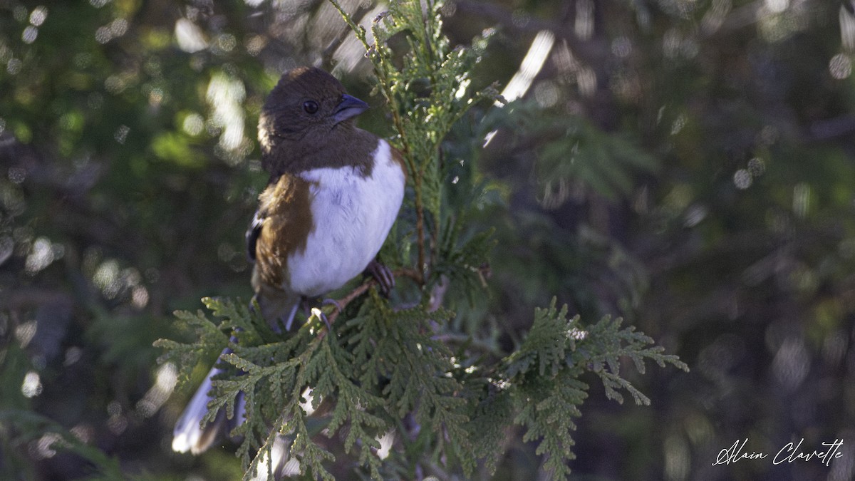 Eastern Towhee - ML626982038