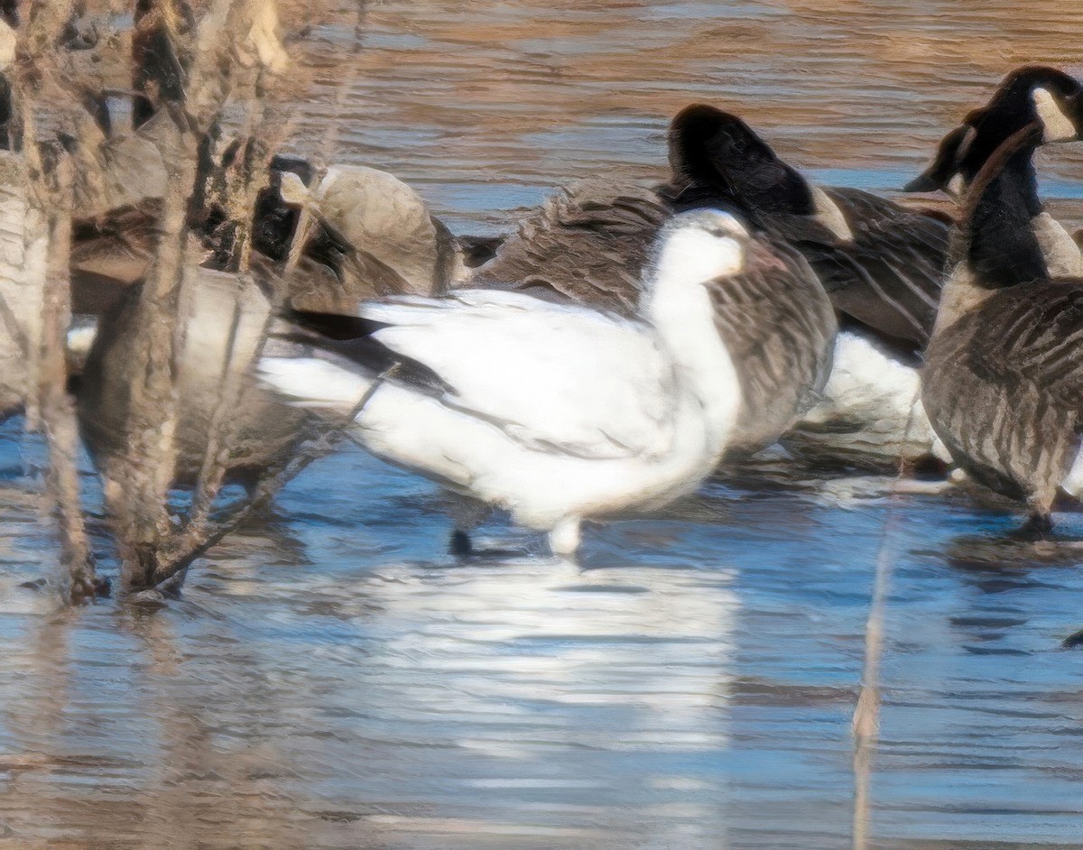 Ross's Goose - ML626982130