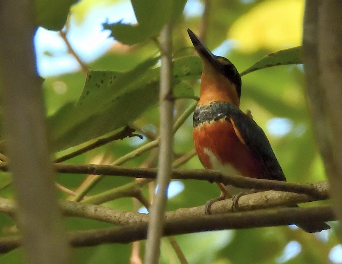 American Pygmy Kingfisher - ML626982422
