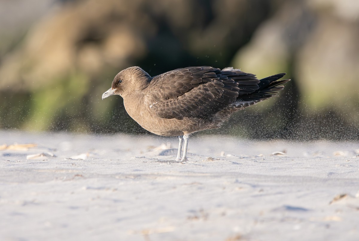 Pomarine Jaeger - Vitus Li