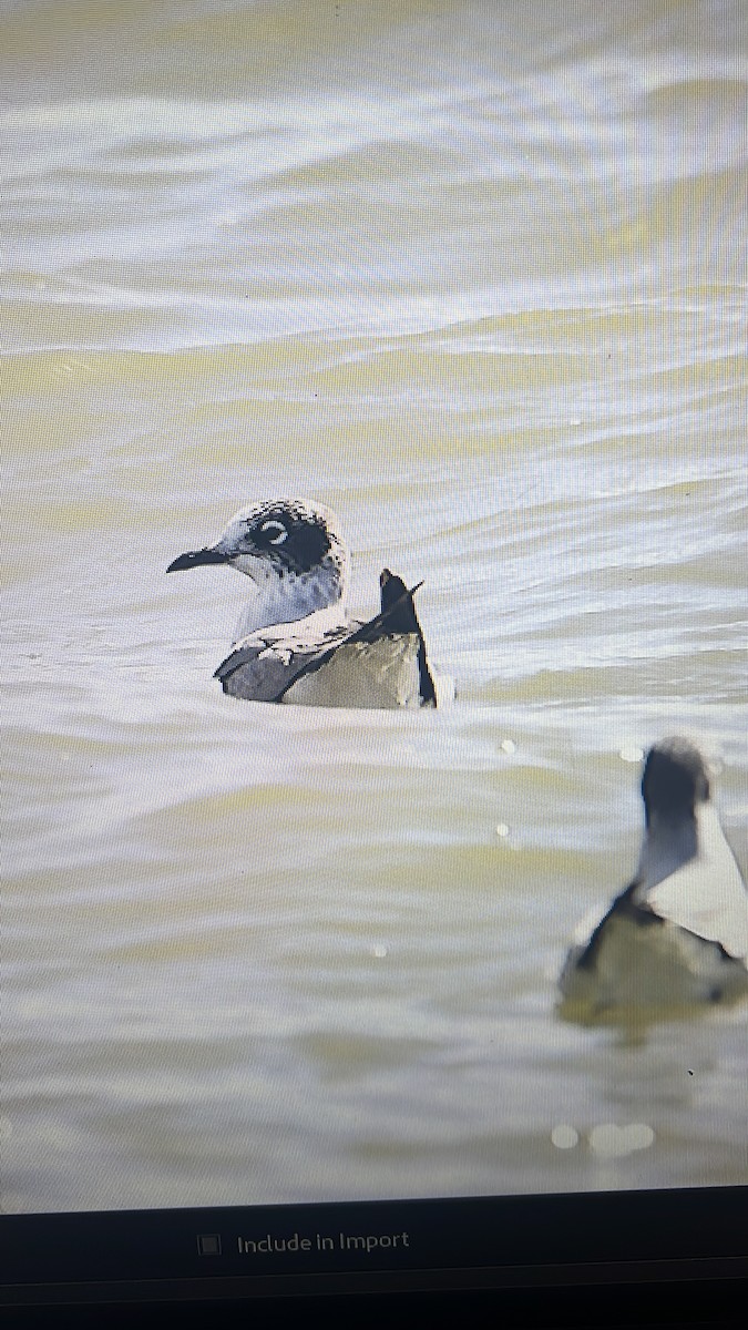 Franklin's Gull - ML626982595