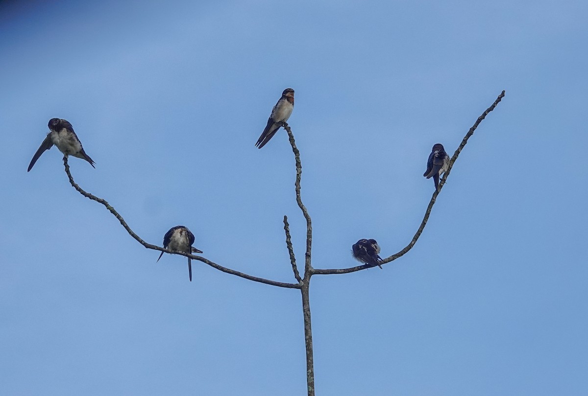 Barn Swallow - ML626982631