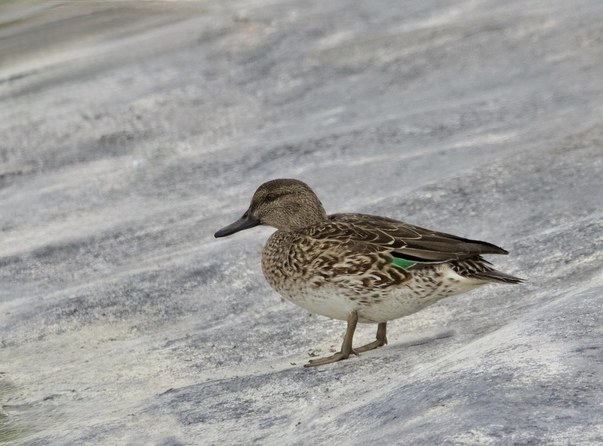 Green-winged Teal - ML626982664