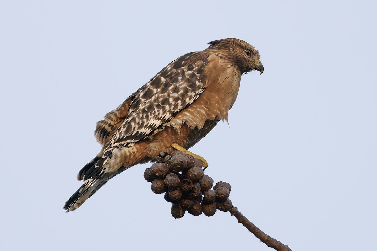 Red-shouldered Hawk - ML626982825