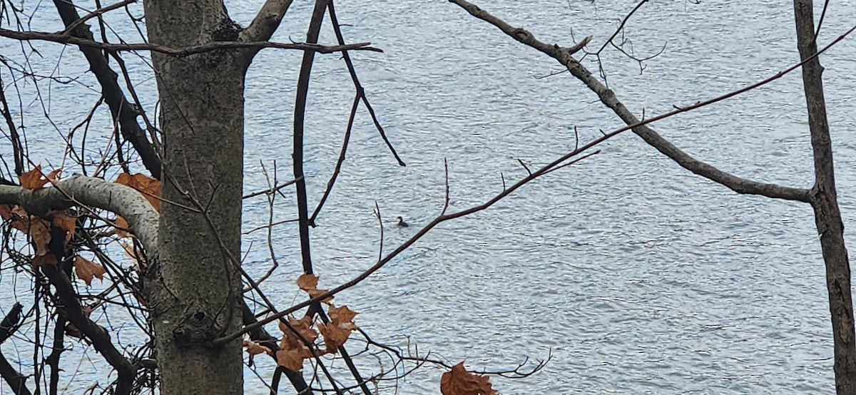 Pied-billed Grebe - ML626982832