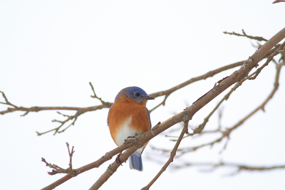 Eastern Bluebird - ML626982998