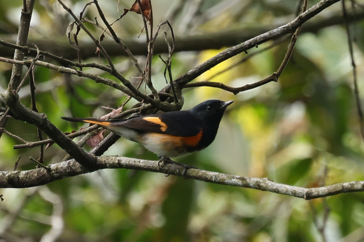 American Redstart - ML626983294