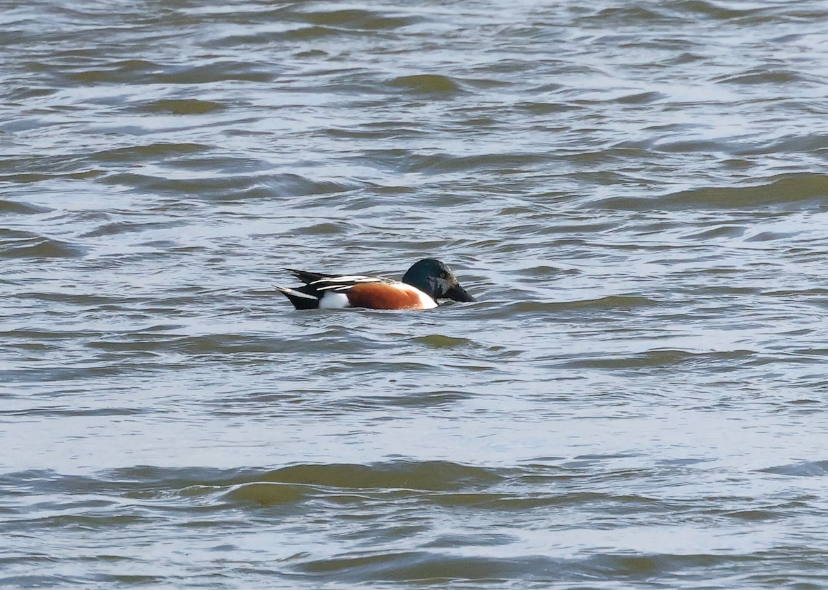 Kaşıkgaga - ML626983319