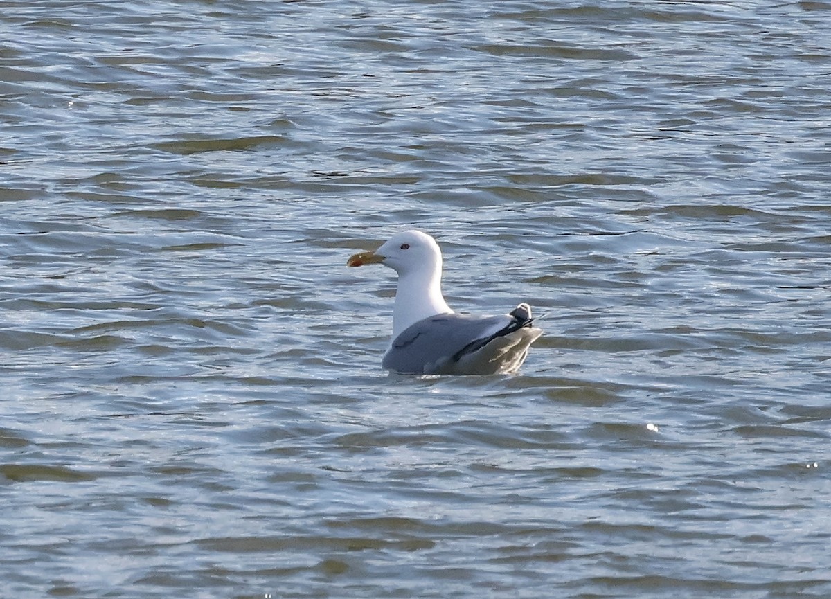 Hazar Martısı - ML626983330