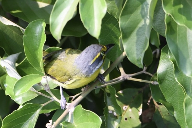 Slaty-capped Shrike-Vireo - ML626983354