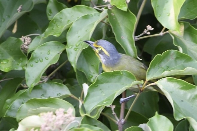 Slaty-capped Shrike-Vireo - ML626983356