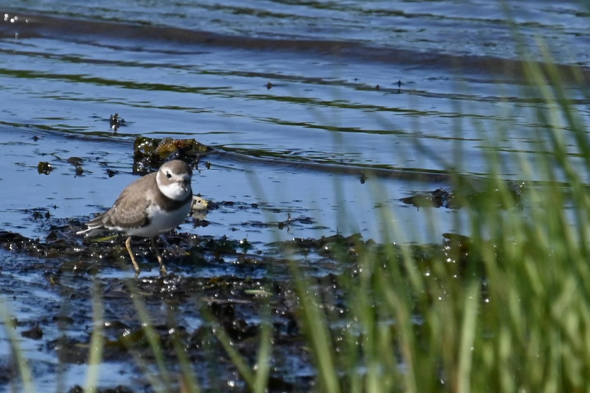 Semipalmated Plover - ML626983362